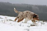 BERGER AUSTRALIEN PUPPIES 443